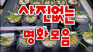 사진없는 명화 # 수채색설 # 황화 # 황두화 # 원판소심 # 주금두화  # 단엽서반