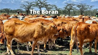 The Boran cattle God's meaty well adapted gift to Africa/Lucrative Ranch farm cattle