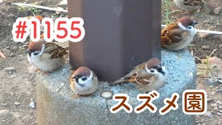 スズメさんの日常#1155/神奈川県