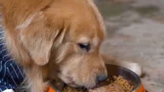 Golden Retriever Luhu:Merry Christmas Everyone#goldenretriever #dog #cutedog