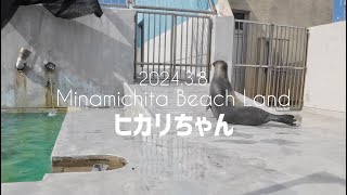 【アザラシ】2024.3.8 ヒカリちゃんの帰宅待ち #南知多ビーチランド