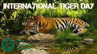 International Tiger Day