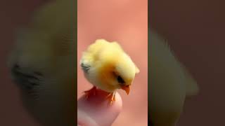 Miniatures | Cute Animals | Mini Animal Video #cuteanimals #miniatures #miniatureanimals