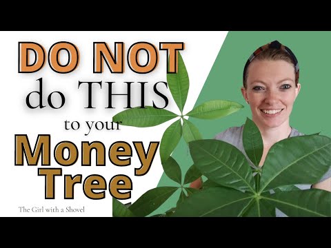 How long do money trees take to grow?