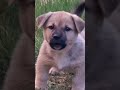 kangal kangal köpek enik sivaskangali sevimlidostlarımız shorts13