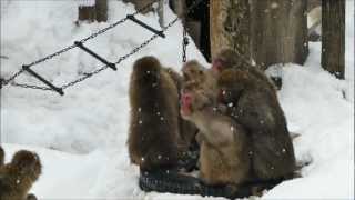 雪の日の円山動物園　サル山のおしくらまんじゅう