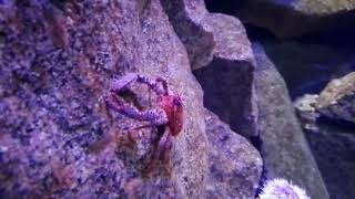 Spiny Squat Lobster (Galathea strigosa)