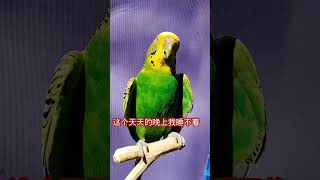 #快手宠物天团#年轻人养宠图鉴#cuteparrot #parrot #birds