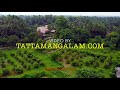 thachankulam paddy fields 4k തത്തമംഗലം തച്ചൻകുളത്തെ നെൽപ്പാടങ്ങൾ aerialphotography @tattamangalam