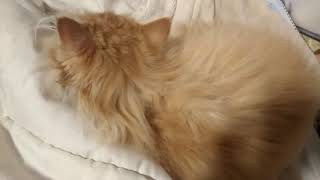 my strosbery blond persian kitten 😻(ginger)