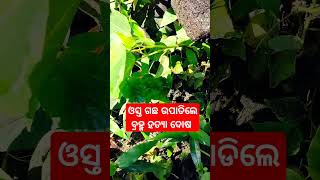 #ସାଧୁବାଣି ଘରେ ଓସ୍ତ ଗଛ#ସାଧୁବାଣି#ଆଜିର ଅନୁଚିନ୍ତା#jitu das