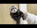 【フェレット日常】平和な朝に大事件が起きました〜【ferret 639】