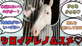 【注目】白いアレの娘・ゴージャス嬢の近況♡に対する競馬好きの反応【競馬の反応集】