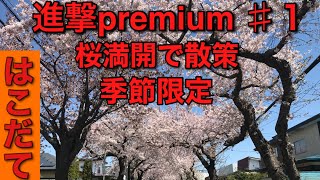 進撃premium ♯１🦑【桜満開　北海道函館の桜の名所はもちろん、地元の人だけしか知らない穴場の桜並木をさんぽ】五稜郭公園の桜 函館桜ヶ丘通り