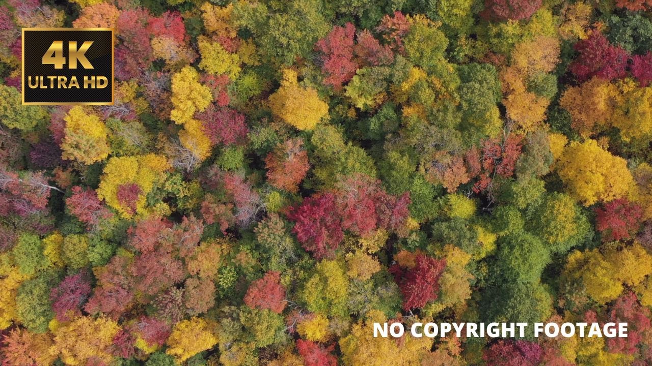 4k Beauty Of Autumn Forest Drone Footage Free Stock Footage