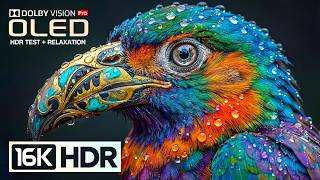 Absolutely Unique OLED 16K Video | Dolby Vision 8K HDR 240fps (8K/4K Video TV)