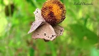 Common Evening Brown Butterfly