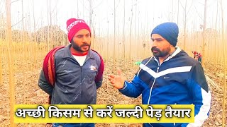 अच्छी किसम लगाकर करें 3 साल में पोपुलर तैयार और लाखों कमाए🤔#trending #agriculture #farming