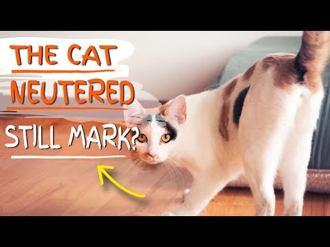 Do neutered male cats mark?