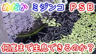 【めだか】ドヤ顔出来る雑学！メダカやミジンコ、ＰＳＢは何℃の高温まで生息できるのか？昆虫は？ゾウリムシは？Ｂ型おやじは？