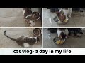 Cat vlog - a day in my life 😍 Shami and Sangi channel