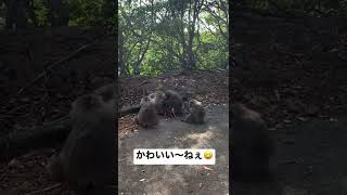 【屋久島】ヤクシマザルの群れに遭遇【母は強し】