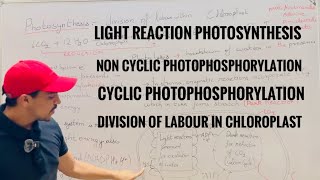 05 Photosynthesis LIGHT REACTION - NON CYCLIC PHOTOPHOSPHORYLATION AND CYCLIC PHOTOPHOSPHORYLATION