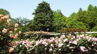 里見公園　バラ開花　バラ図鑑　Satomi Park where roses bloomed