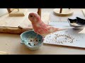 【とりきち横丁】seed シード 種 【発芽シード】購入品紹介 bourke parakeet