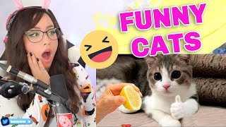 Bunny REACTS to Best Funny Animals Videos - Cute Cats😹