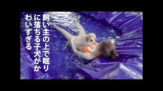 初めてプールに入ったゴールデンレトリバー犬の反応が超面白い！めっちゃ楽しそう