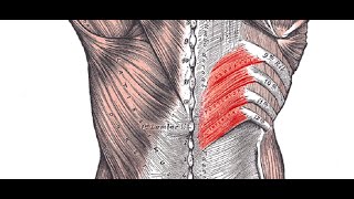 Two Minutes of Anatomy: Serratus Posterior Superior and Inferior