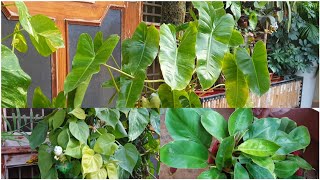 5 BEST Philodendrons for INDOOR GARDEN || Easy to Grow Philodendrons for Indoor Garden