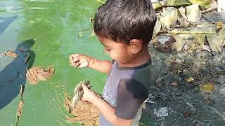 বাড়ির পুকুরে মাছ। #fishing #fishingvideo by shahian media 2024