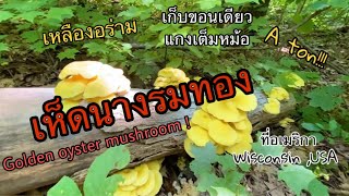 V24.🍄เก็บเห็ดนางรมทอง เหลืองอร่ามเต็มขอน อเมริกา/A ton of Golden oyster mushroom/แม่บี อีสานยูเอส