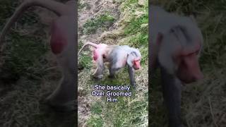 Baboon Let’s His Mate Pick Most Of His Hair Off #sandiegozoo #baboons #relationships #shorts