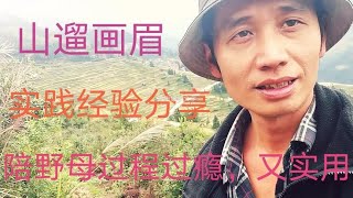 贵州农民山遛画眉陪野母过程，实践经验分享，不懂看了受益匪浅