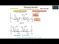 what are polysaccharides polysaccharides classification structure and function