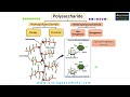 what are polysaccharides polysaccharides classification structure and function