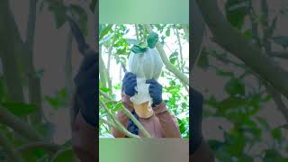 Harvesting Grapefruit Goes to the Market to sell #bushcraft #harvest #fruit