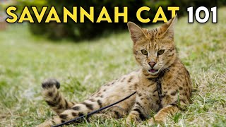 Savannah Cat 101 - Learn ALL About Them!