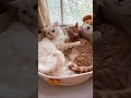 ニャンコ家族の幸せなひとときa happy moment for the cat family ねこカップル家族暮らし cutest cat couple family life 甘えん坊茶トラメス猫