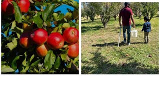 അമേരിക്കയിലെ ആപ്പിൾ തോട്ടം 🍎🍎#Fresh Apple Harvesting in apples farm ##