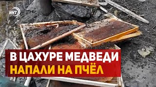 Медведи терроризируют дагестанское село Цахур