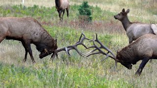 Huge Bulls Square Off During the Elk Rut