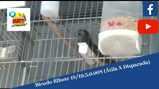 Bicudo filhote 18/19.3,0.008 (Átila X Disparada)