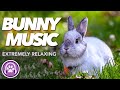 MUSIC FOR RABBITS - Over 4 Hours of Lullabies for Bunnies