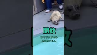 ジェット無事開放♪お務めご苦労さまですw男鹿水族館GAOのゴマフアザラシの赤ちゃん　#Shorts