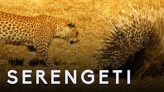 Leopard Vs Porcupine | Serengeti: Story Told by John Boyega | BBC Earth