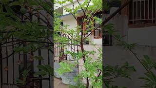 Custard apple tree||Seethapazham tree||gardening||plantation